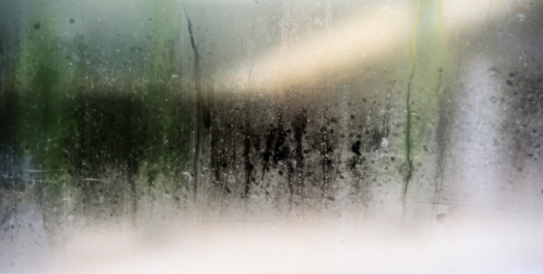 How Does Humidity Attract Multiple Species of Pests