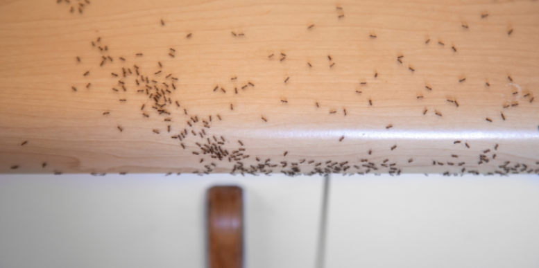 The Perfect Summer Conditions Causing Ant Infestations in North Jersey