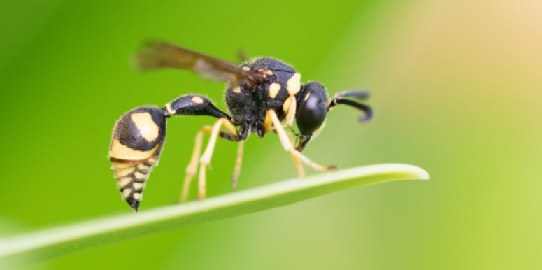 Differences Between Wasps, Yellowjackets, and Hornets and How to Prevent Them