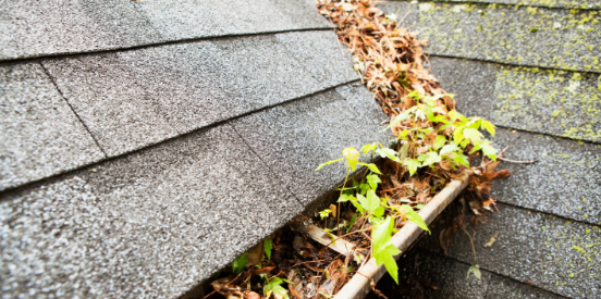 How Moisture Around Homes Attracts Summer Pests