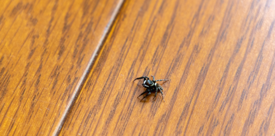 What Are the Main Spiders Found in Mauldin, SC?