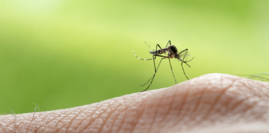 Common Backyard Mosquito Hiding Spots Around Voorhees Homes