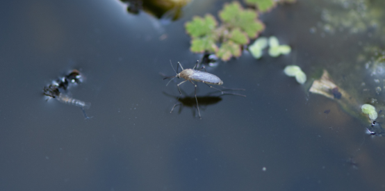 Things You Might Not Think Are Prime Mosquito Breeding Sites