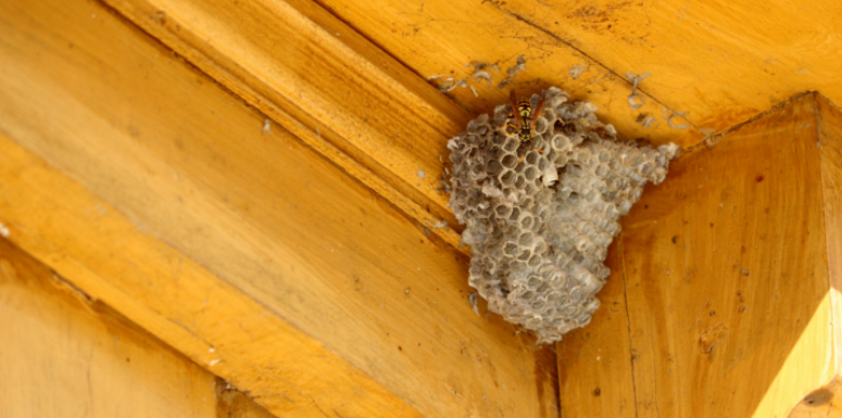 What Saugus Homeowners Should Know Before Trying DIY Wasp Removal