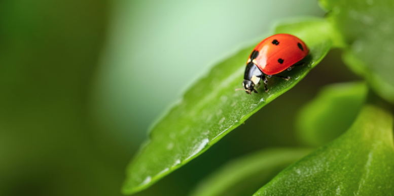 Do Ladybug Infestations Cause Damage?