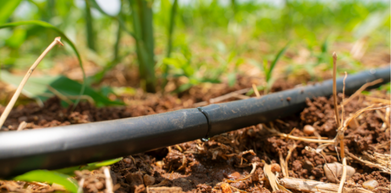 Common Breeding Sites Found in Your Cowan Heights Yard