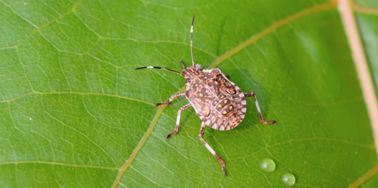 What Attracts Stinkbugs to Your Yard & Home in Bedford, NH?