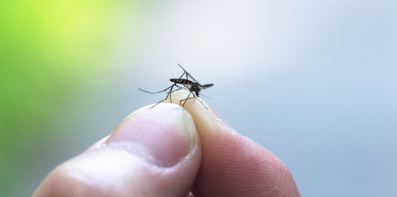 What Diseases Do Mosquitoes Carry in Grovetown?