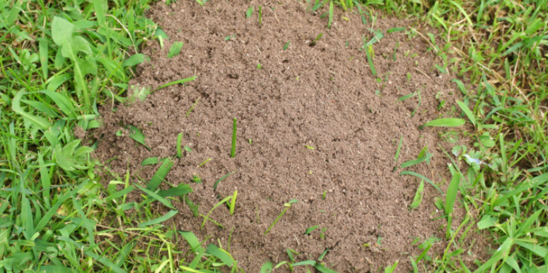 Differences Between Carpenter Ants and Regular Ants