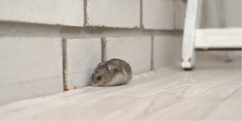 Seasonal Rodent and Insect Encounters in Okemos