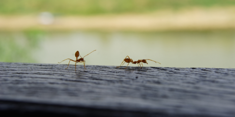 Wisconsin River Bluffs and Their Effects on Ants