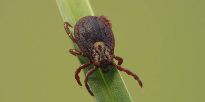 River Wading Areas and Tall Field Borders Harboring Ticks in Farmington