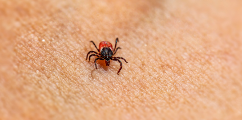 Tick Activity Timing in Kentucky