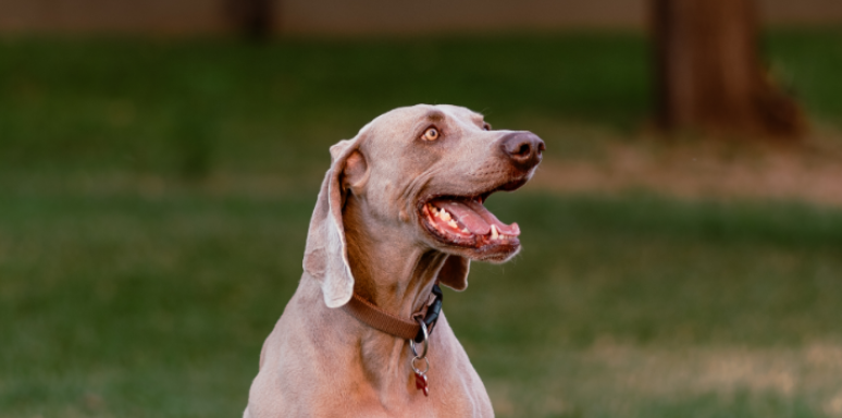 How to Help Protect Pets from Pests