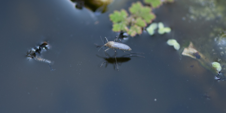 Why Do Mosquitoes Breed After Storms?
