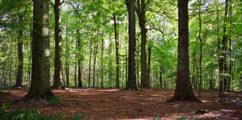 Tick Habitats in Suburban Wooded Yards