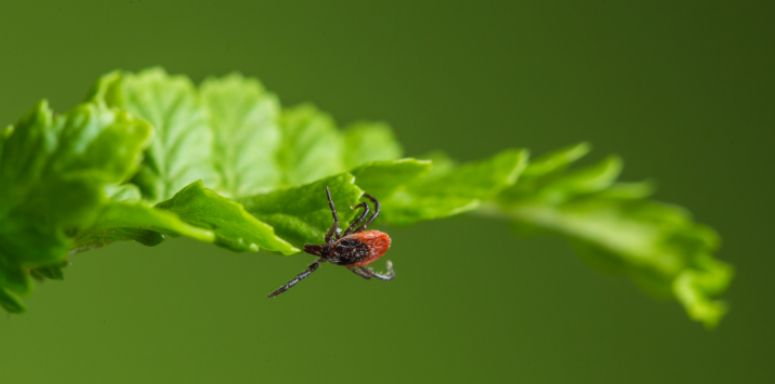 Bowling Green, OH Tick Control: How Wooded Yards Create Prime Tick Habitats
