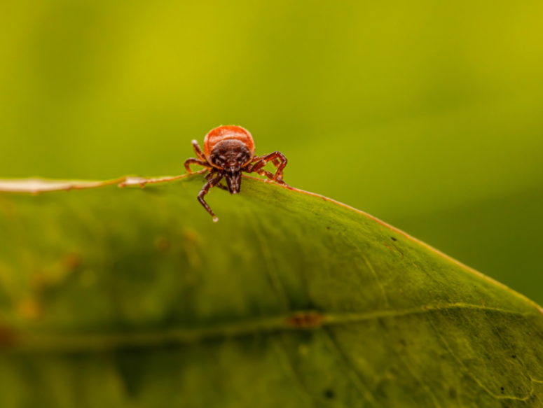 Tick Risks Around Rural Properties and Open Land Near Fort Morgan, CO