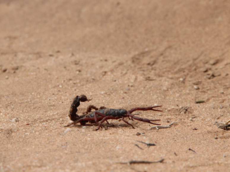 Can I "Scorpion-Proof" My Rita Ranch Home?