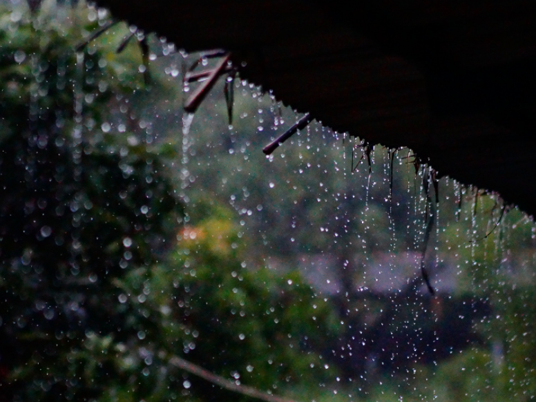Why Does Monsoon Season Lead to Pest Invasions in Marana?