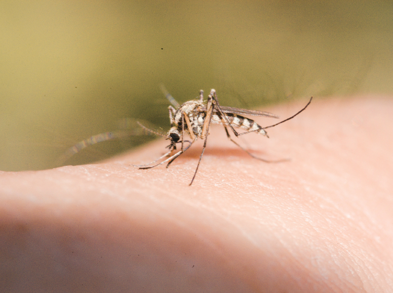 Caledonia Mosquito Control That Fits Your Lifestyle