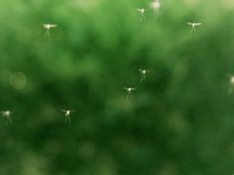 How Do I Stop Gnats from Taking Over My Greenville Yard?