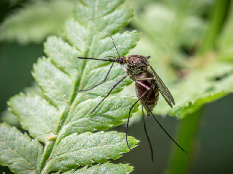 Why Does Mosquito Season Last Longer in Chesapeake?