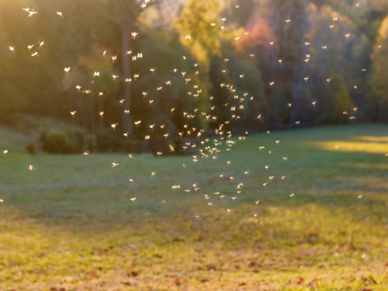 Does Your Redfield Yard Have a Mosquito Problem You Haven't Noticed?