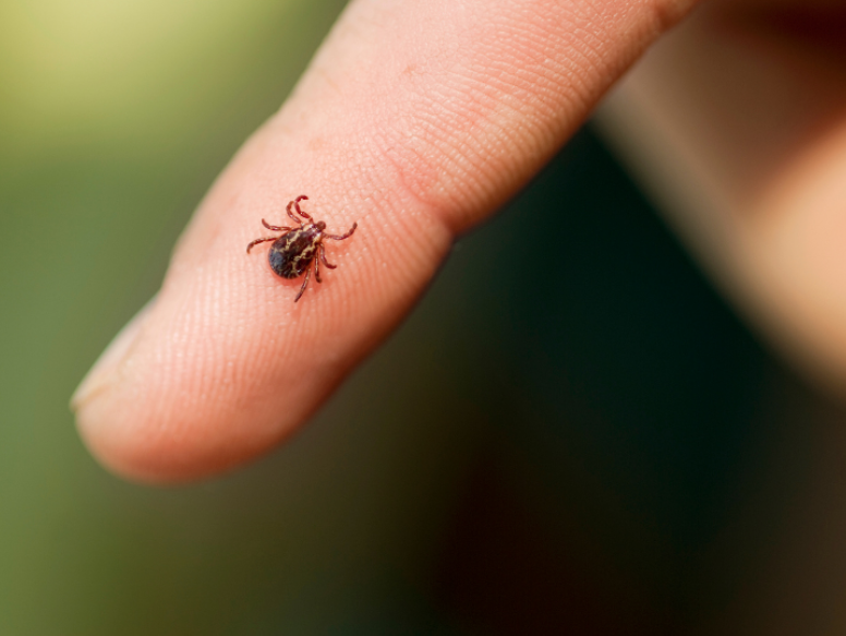 Where are the Main Tick Breeding Zones in Jamesville?