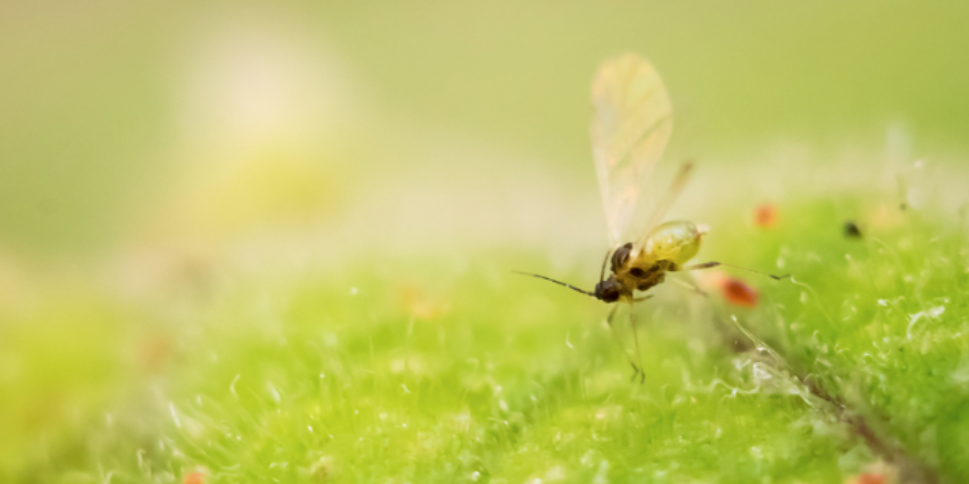What are the differences between gnats and other tiny biting insects?<