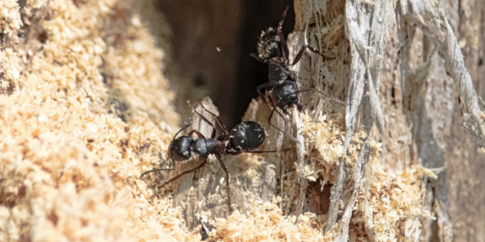 Wood Ticks and Carpenter Ants in Chippewa Falls