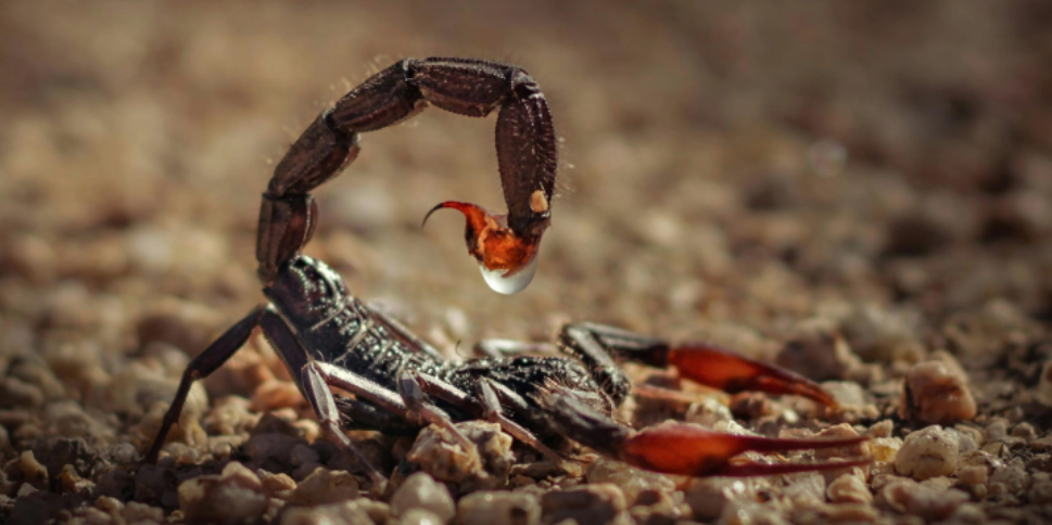 Scorpion and Ant Problems in Edmond