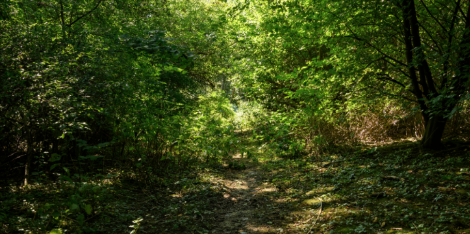 How Woods and Leaf Litter Act as Mosquito Shelters in Lisbon