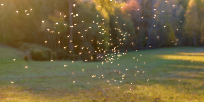 Main Pests to Watch Out for in the Greater Lansing Area