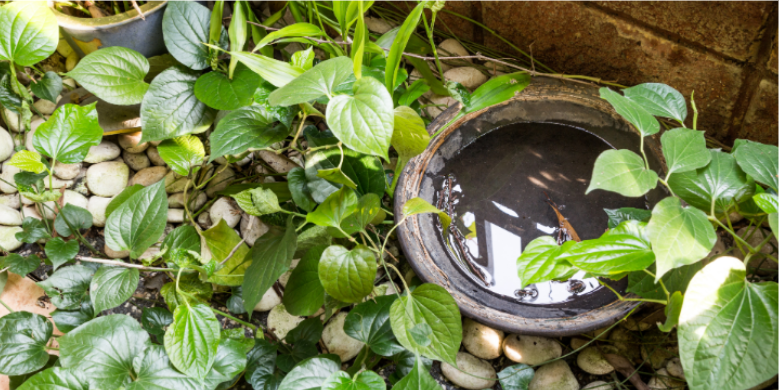 Standing Water Breeding Zones Around Your Fern Creek Home