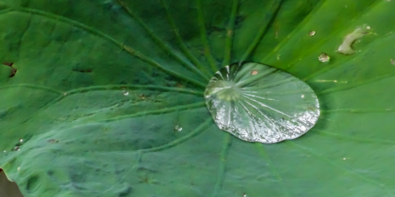Standing Water Sources in Your Mission Yard That You're Missing