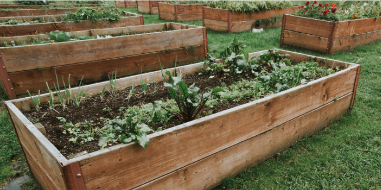 Hidden Breeding Sites in Your Elkhorn Yard