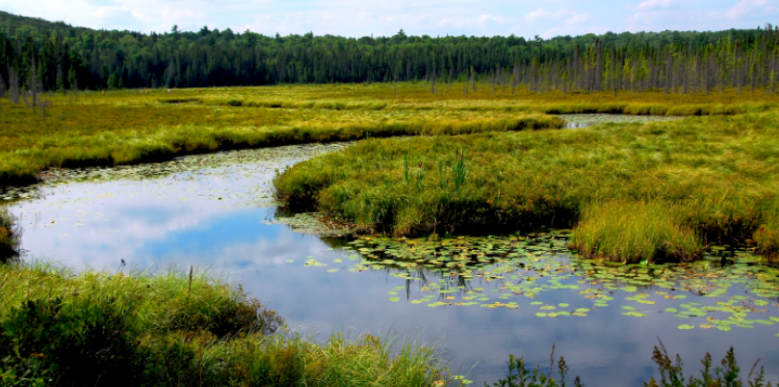 How Wetlands Channel Heavy Mosquito Swarms to Nearby Yards