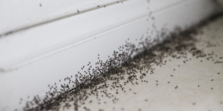Common Pests to Watch for in Southern Pines, NC