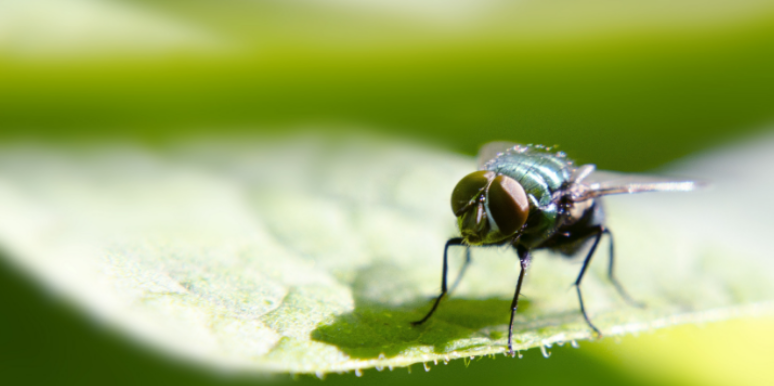How Quickly a Small Fly Problem Can Turn Into an Infestation
