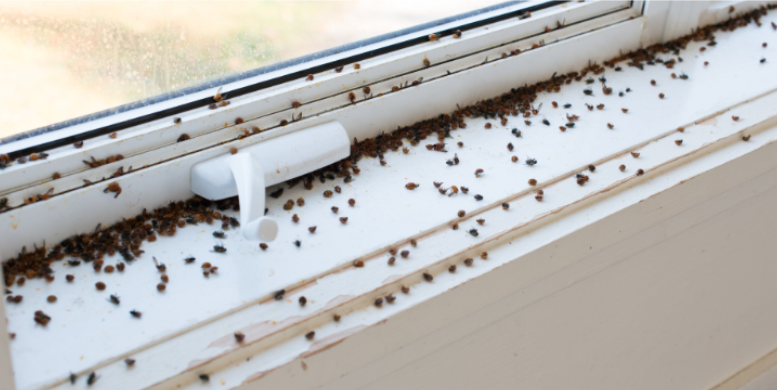How Do Ladybugs Get Into Your Home?
