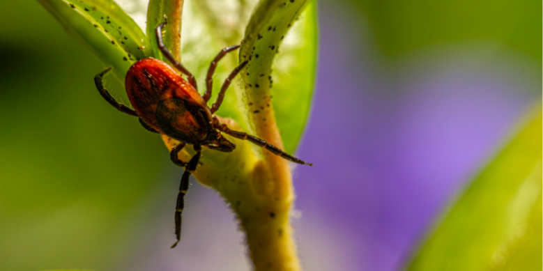 Best Outdoor Habits to Reduce Mosquito and Tick Exposure