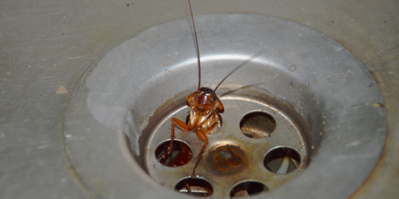Six Pests to Watch for Around Oklahoma City