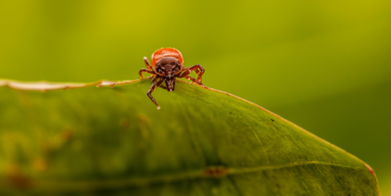 The Most Common Types of Ticks in Virginia Beach & How to Prevent Them