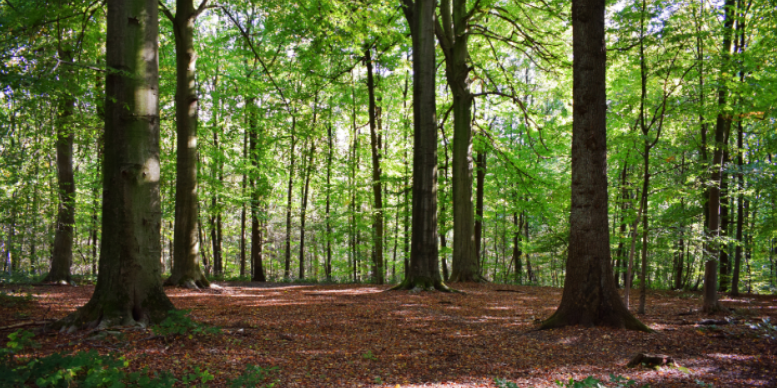 How Fort Bragg's Wooded Terrain Creates Pest Issues