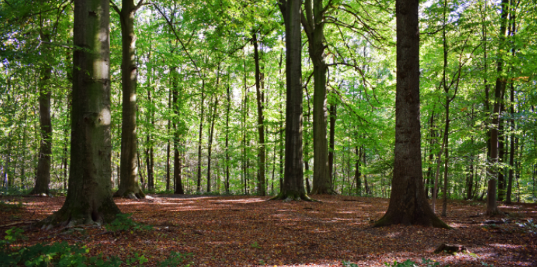 How Wooded Properties Attract More Ticks in Portsmouth