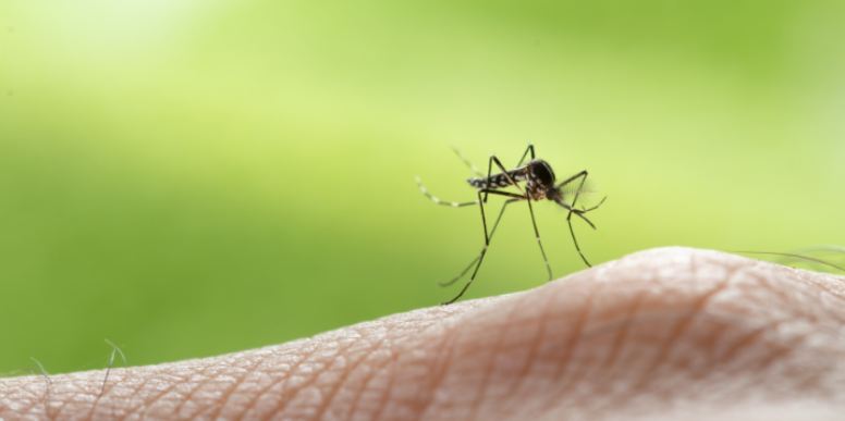Diseases Carried by California Mosquitoes