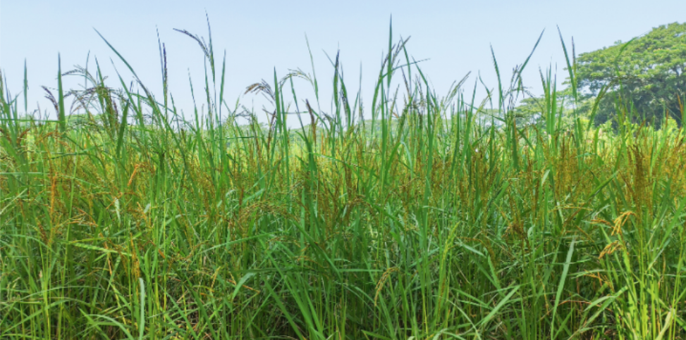 How Tall Grasses Create Ideal Tick Habitats in Merrillville