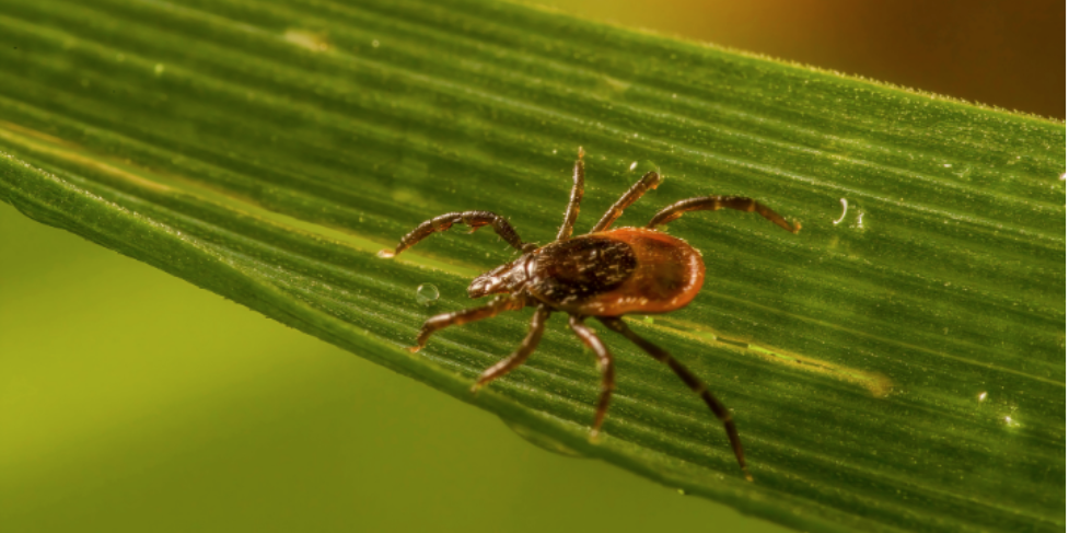 Lyme Disease in Gibbstown: What Homeowners Should Know About Tick Control