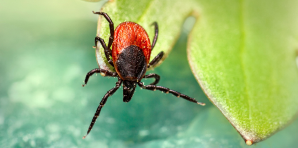 Types of Ticks in Berlin, NJ and How to Control Them